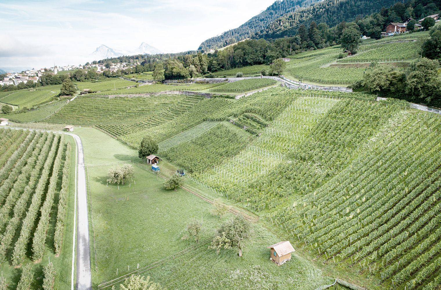 Schifferli Wein